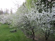 Omenapuiden kukintoja taloyhtiön pihamaalla.