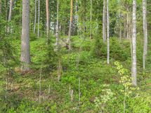 Varkaus, Miehalanjärvi, Sopalanniementie