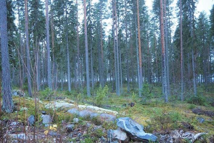 Tontti, 5 973 m², Murtoniemi - Näkymä 3