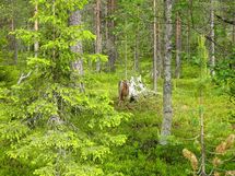 Sodankylä, Luosto Orresokka
