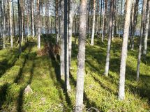 Tontin vanhaa metsää