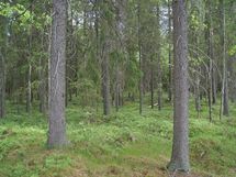 Sonkajärvi, Luomanen