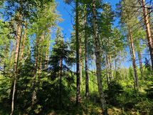  Sotkamo, Pieni-Kiimanen, Kaitainsalmi