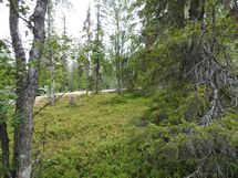 Sodankylä, Luosto