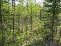 Varkaus, Miehalanjärvi, Miehalansuontie