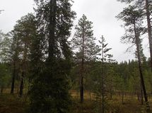 Salla, Sallatunturi, Tunturitie