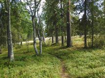 Sodankylä, Luosto