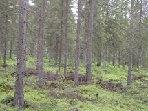 Pello, Miekojärvi, Karhumaan ranta-asemakaava