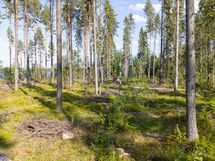 Sotkamo, Pieni-Kiimanen, Kaitainsalmi