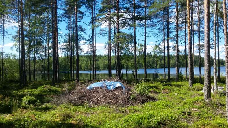 Tontti, 4 998 m², haavisto LÄYLIÄNTIE. - Näkymä 3