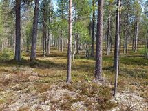 Sodankylä Kakslauttanen