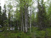 Rovaniemi-Karjalanjärvi