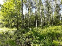 Suonenjoki, Kinnulanniemi