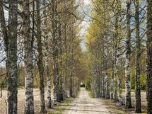 Simulantien koivukuja