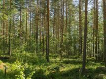 Mäntyharju, Rautjärvi