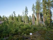 Savonlinna, Pihlajavesi