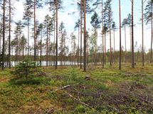 Saarijärvi, Isojärvi