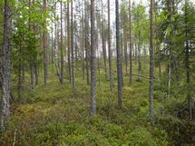 Rovaniemi-Venejärvi