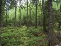 Sonkajärvi, Luomanen