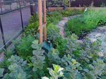 Kesäkuvia taloyhtiön pihalta