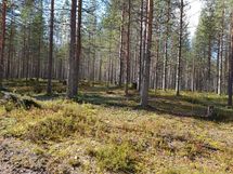 Pudasjärvi, Syöte, Pytkynharju