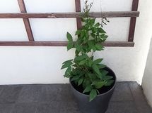 Parvekkeen lattia laatoitettu