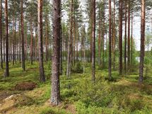 Saarijärvi, Kiesimenjärvi