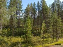 Pudasjärvi, Syöte, Pytkynharju