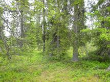 Sodankylä, Luosto