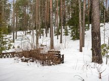 Takapihan metsämaastoa