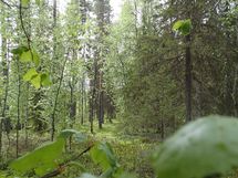 Pello, Miekojärvi, Karhumaan ranta-asemakaava