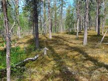 Sodankylä Kakslauttanen
