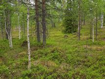 Sodankylä, Luosto Orresokka