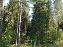 Kuhmo, Iivantiira, Saarensalmentie 