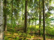 Hankasalmi Hiidenjärvi