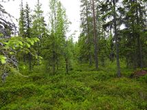 Sodankylä, Luosto