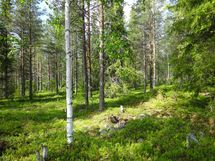 Sodankylä, Luosto Orresokka