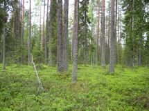 Pello, Miekojärvi, Karhumaan ranta-asemakaava