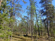 Sodankylä, Saariselkä, Kakslauttanen Kopararova