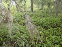 Pello, Miekojärvi, Karhumaan ranta-asemakaava