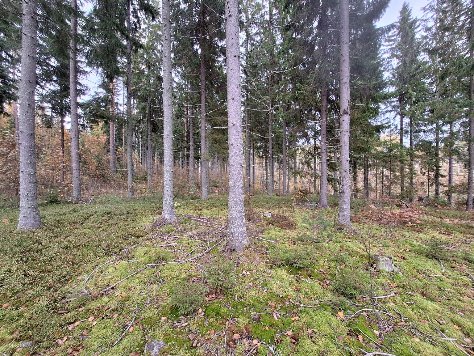 Forest land in Savonlinna