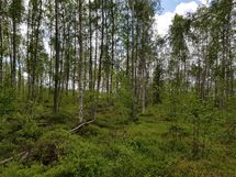 Sievi, Iso-Juurikkajärvi, Juurikkajärventie