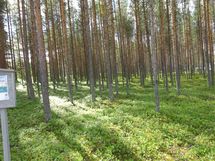 Kemijärvi, Soppela