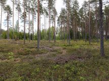 Saarijärvi, Isojärvi