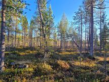 Näkymä puron suuntaan