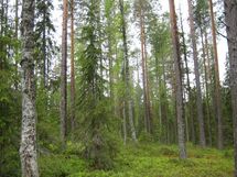 Pello, Miekojärvi, Karhumaan ranta-asemakaava
