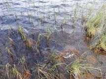 Rovaniemi-Venejärvi