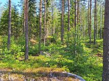 Heinävesi, Suuri Humalajärvi