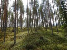 Rovaniemi-Venejärvi