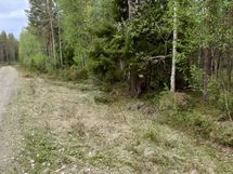 Huttuniemi 3-1 (Huttusuontie 4 b)